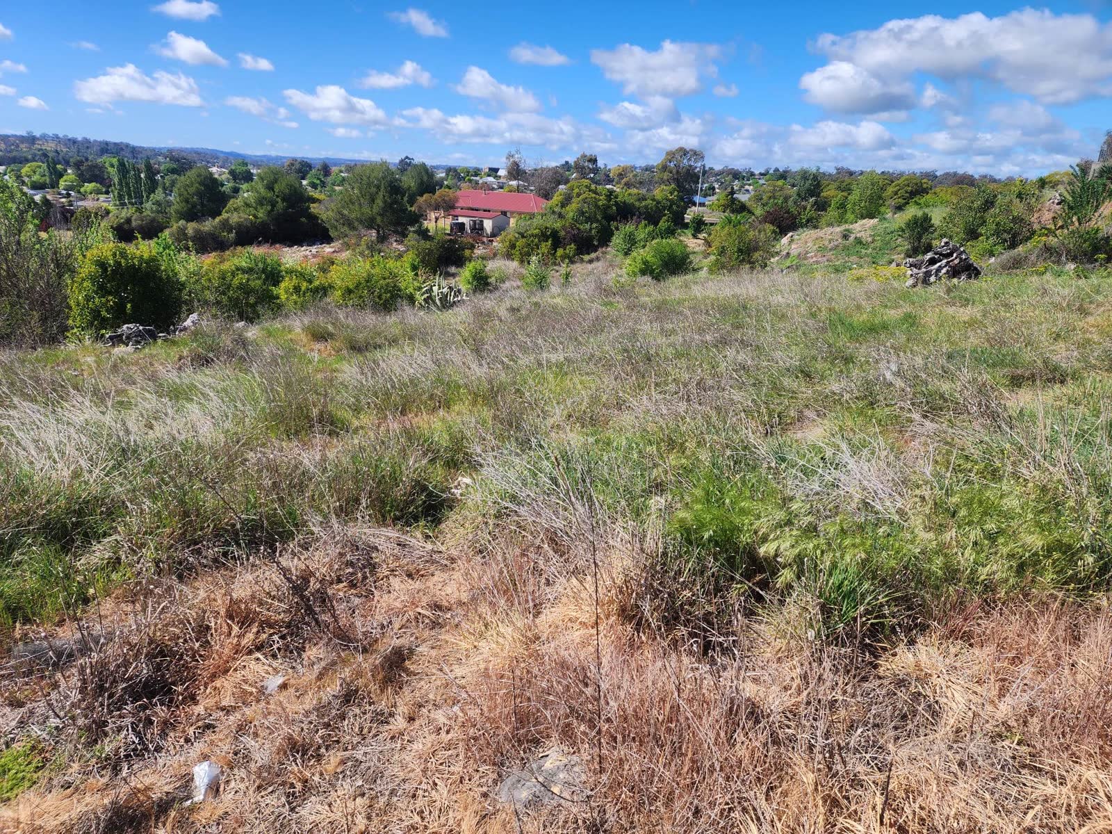 Block of long overgrown grass and weeds in front of houses